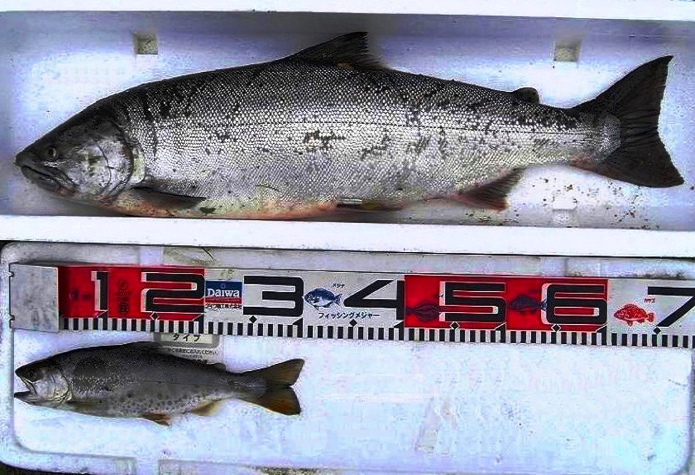 尺山女魚と2尺山女魚