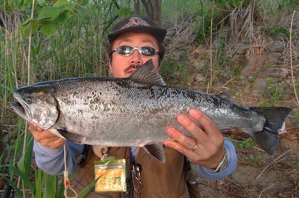 荒瀬の大型サクラマス